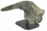 Hadrosaur (Hypacrosaur) Left Ilium with Metal Stand - Montana #165945-2